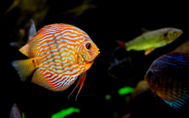 Aquarium-Image-640-x-400