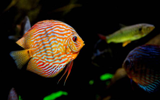 Fishes at the aquarium exhibition in Central Massachusetts